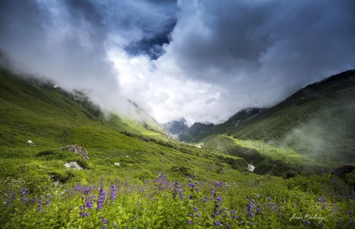 Photo of Valley of Flowers - 
