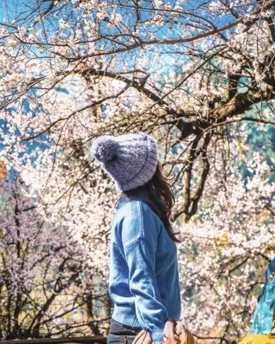 Photo of Beautiful Cherry Blo