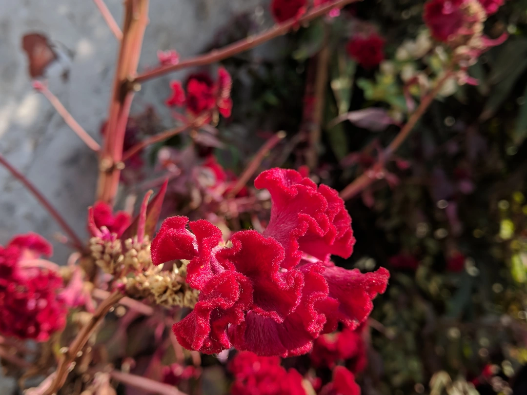 Photo of Secrets of Delhi - C