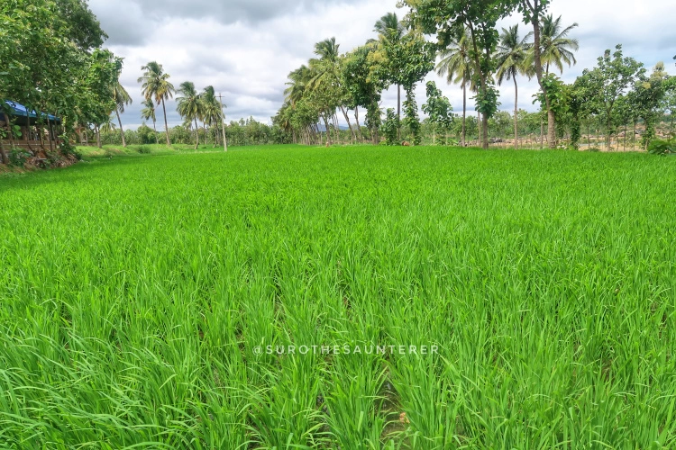 Photo of A solo trip to Hampi