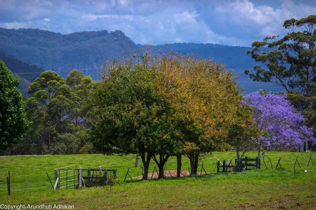 Photo of Visit to Springbrook