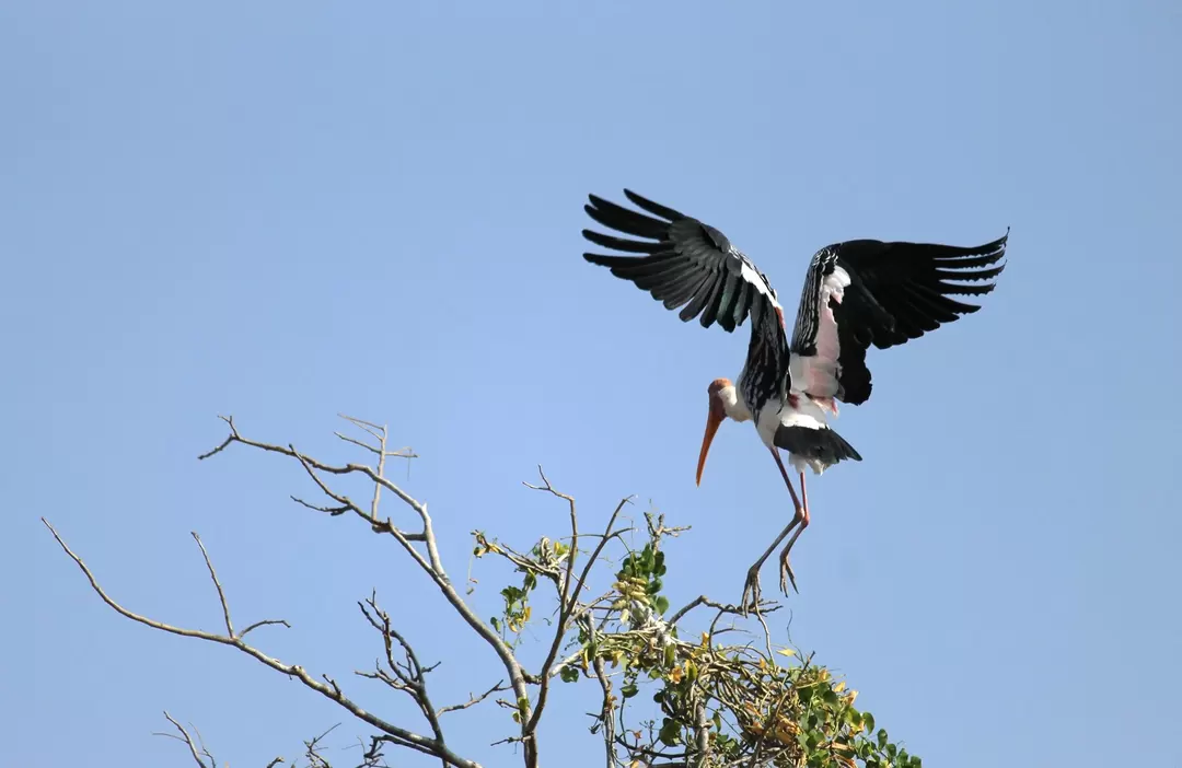Photo of Trip to Kokrebellur