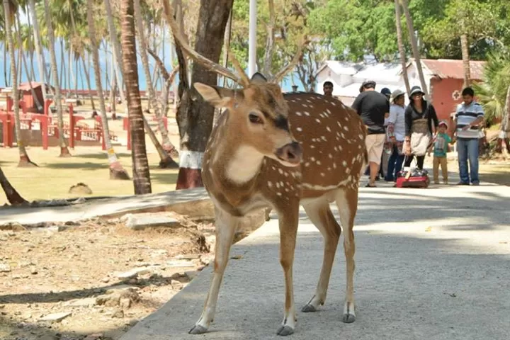Photo of Andaman-paradise for