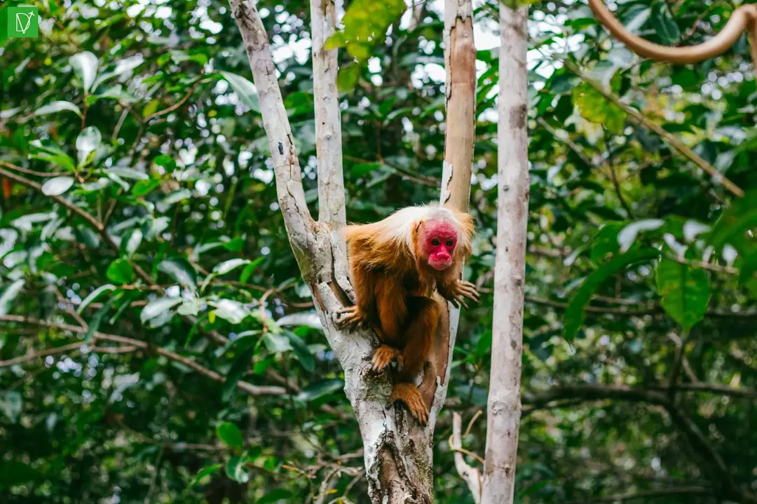 Photo of Amazonas Brazil 2018