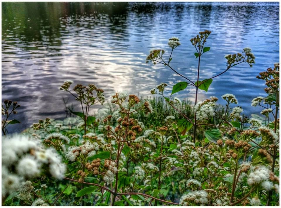 Photo of The Most Enchanting