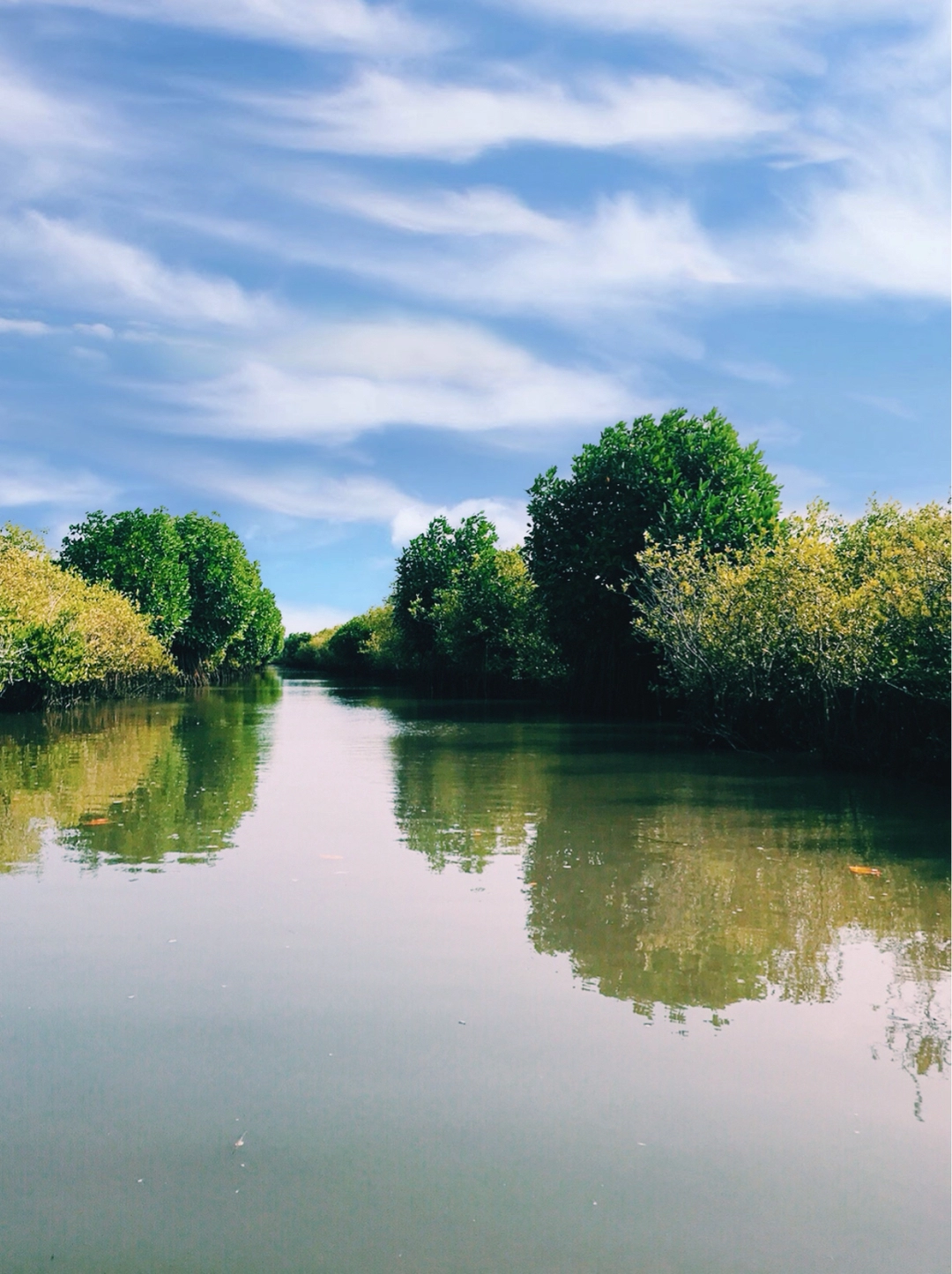 Photo of Pichavaram Mangrove 