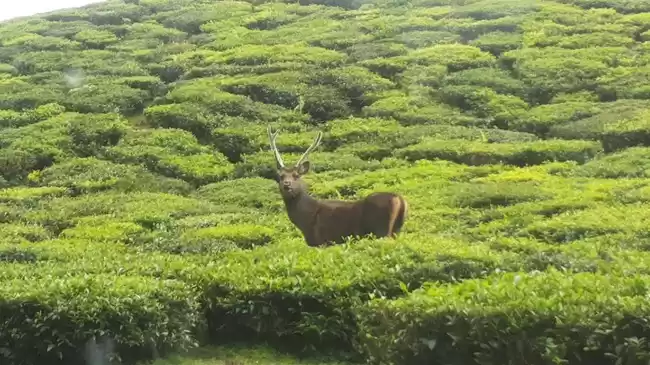 Photo of Coonoor, that little