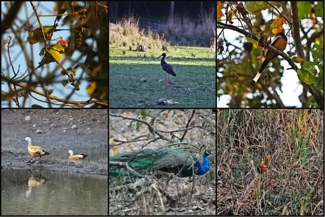 Photo of Call of the 'WILD'- 