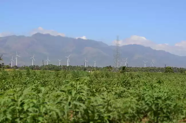 Photo of Sunflowers of Sundar
