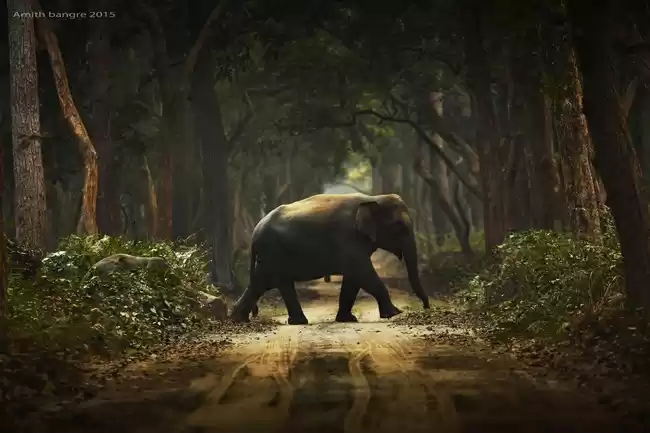 Photo of Dudhwa National Park