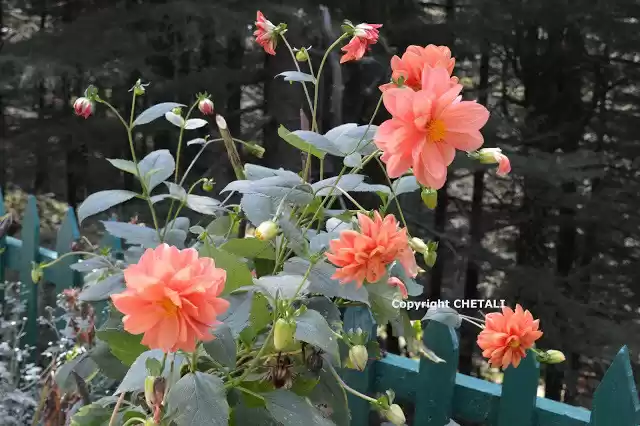 Photo of Dalhousie-Khajjiar-C