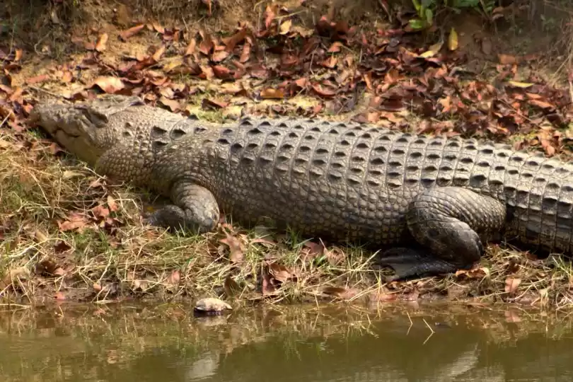 Photo of Bhitarkanika Trip – 
