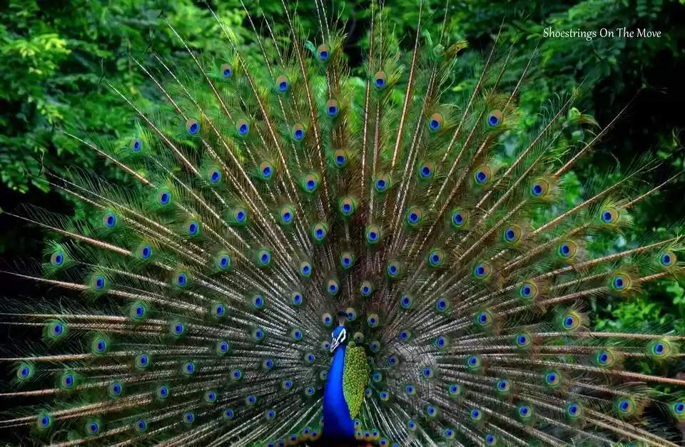 Photo of With Tamarind Trees