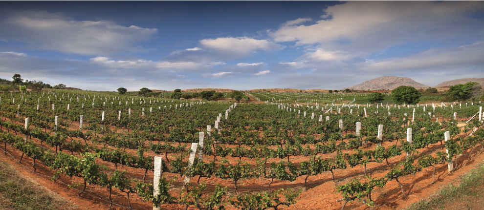 Tipple Along Wine Trails In India Every Wine Connoisseur Should Visit Tripoto We offer a range of daily wine cave and tasting tours where you can visit home block (the region's oldest vineyard), do a tasting in our wine cave, catch a glimpse of our winemakers in action or learn about (and taste) the perfect wine and cheese pairings. tipple along wine trails in india