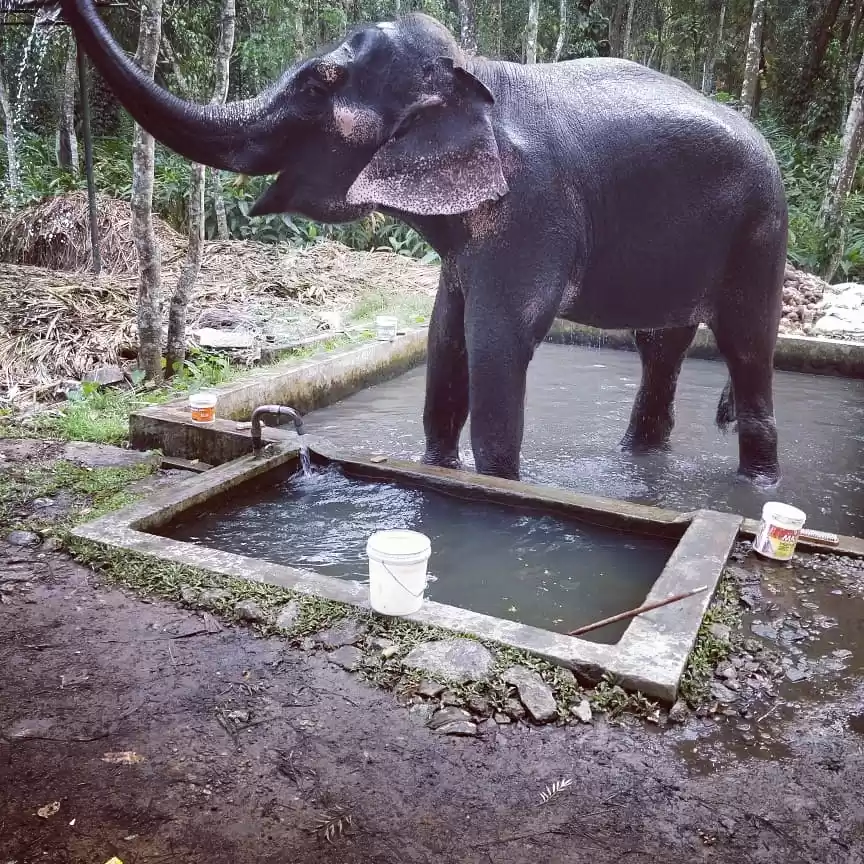 Photo of Elephant Bath