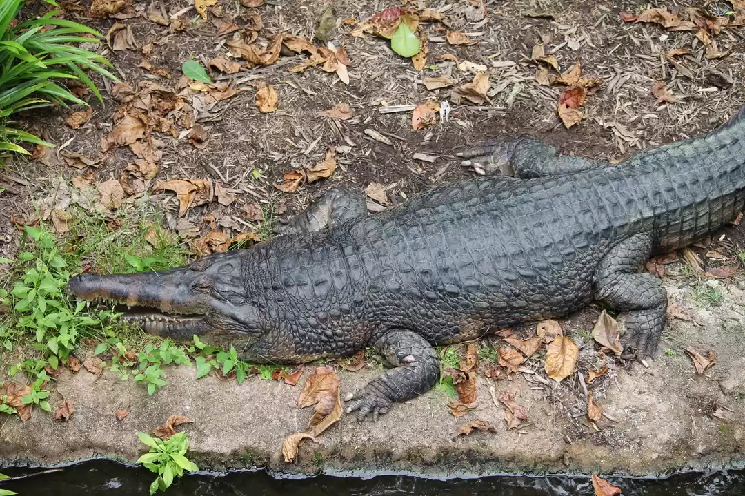 Photo of ‘SINGAPORE’ calling!