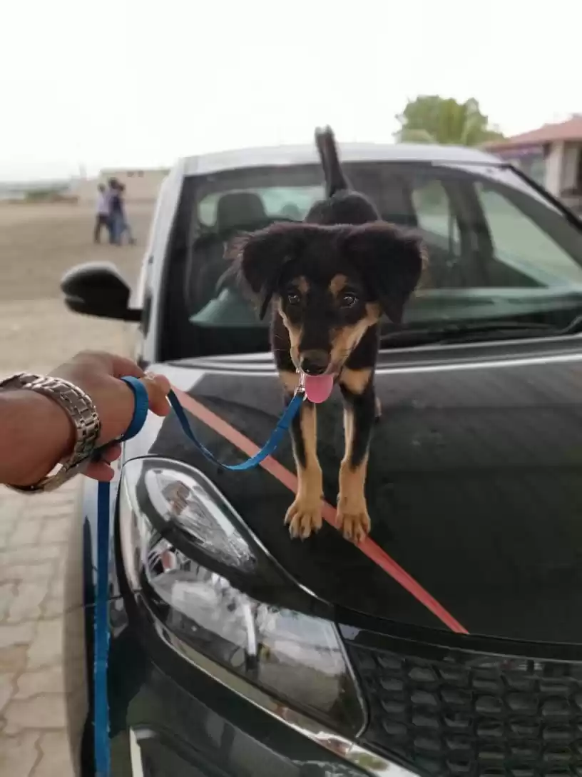 Photo of Road Trip, Dog Owner