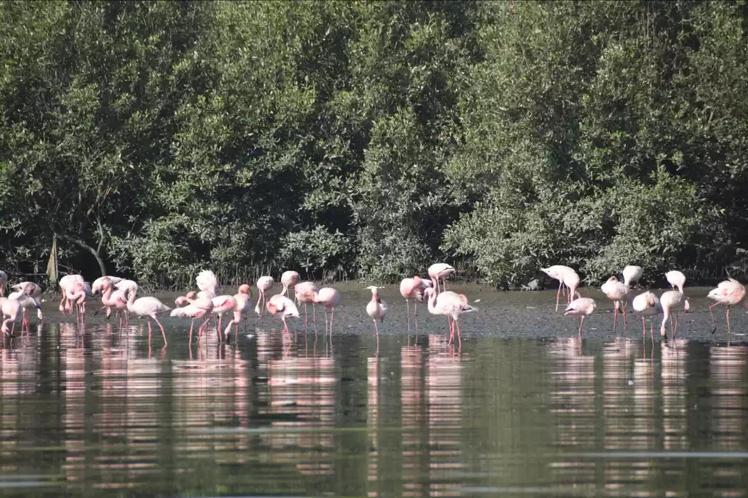 Sea of pink near Mumbai — why 1.3 lakh flamingos have flocked to Thane  Creek, the 'highest ever