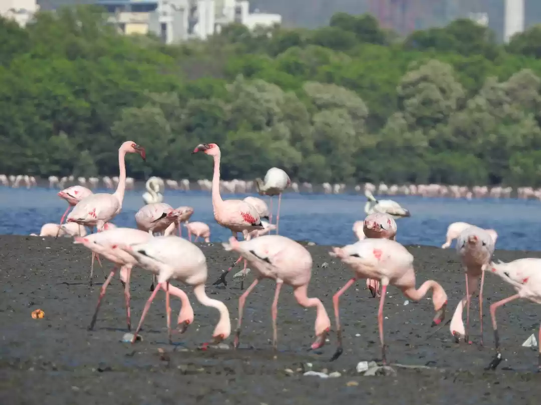 Photo of How To go Flamingo w