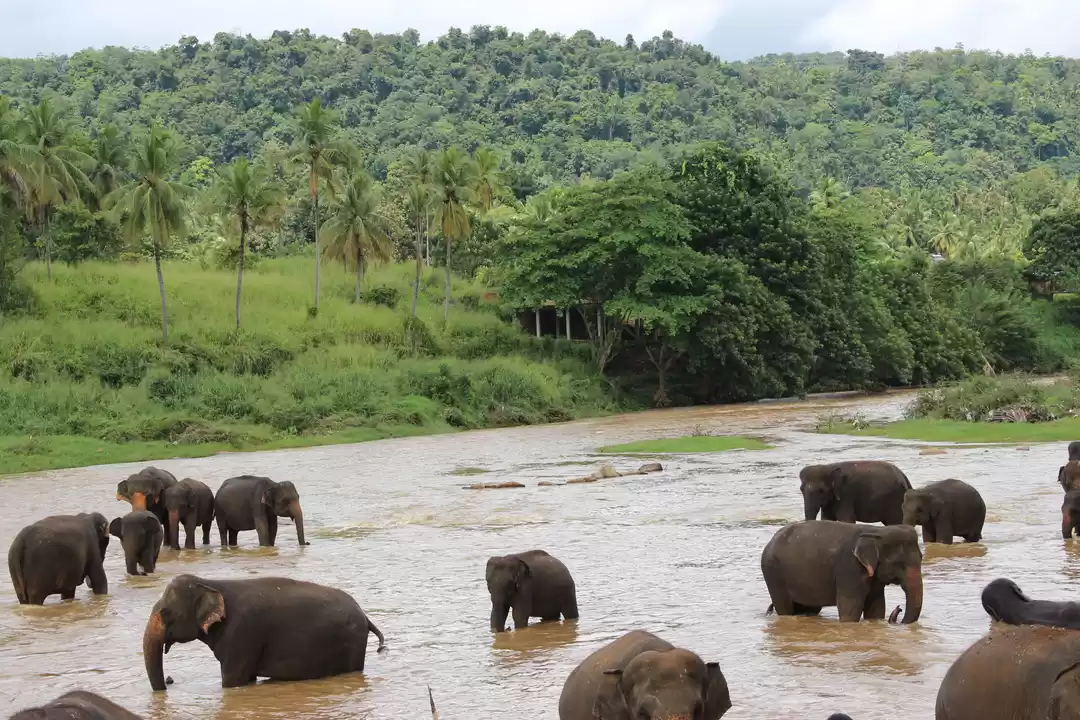 Photo of Explore Kandy, Sri L