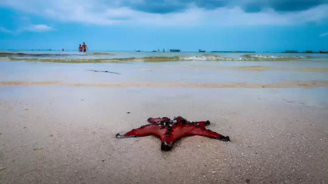Photo of Starfishes on a Beac