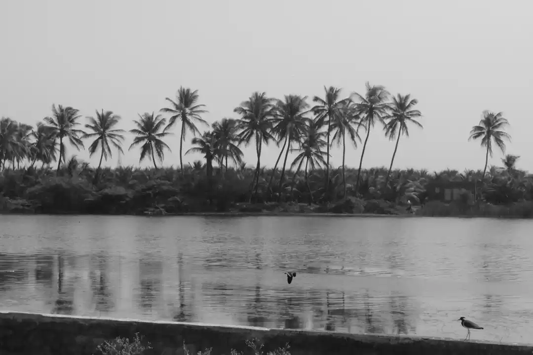 Photo of Somnath- Rose from t