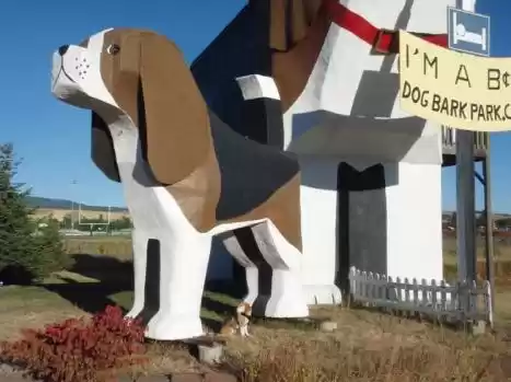 Beagle airbnb hotsell