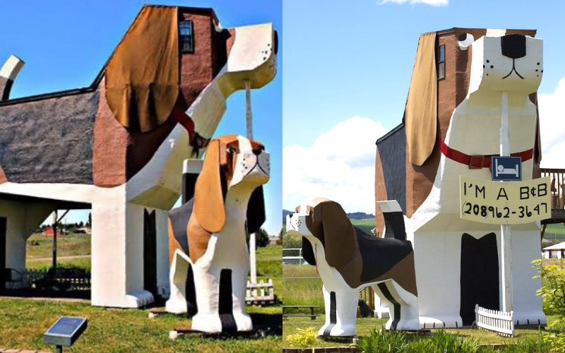 Beagle airbnb hot sale