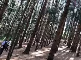 Photo of Pine Tree shooting P