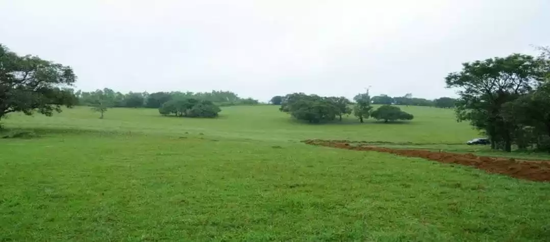 Photo of Sakleshpur, The Gree