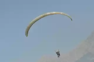 Photo of Fly to fall in love