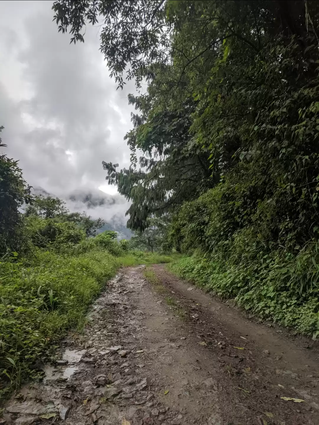 Photo of Dzukou valley trek i