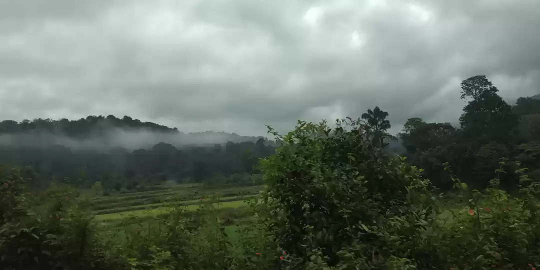 Photo of Coorg (coffee estate