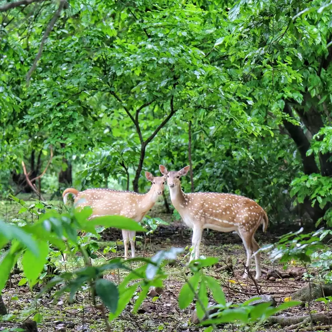 Photo of A national Park in M