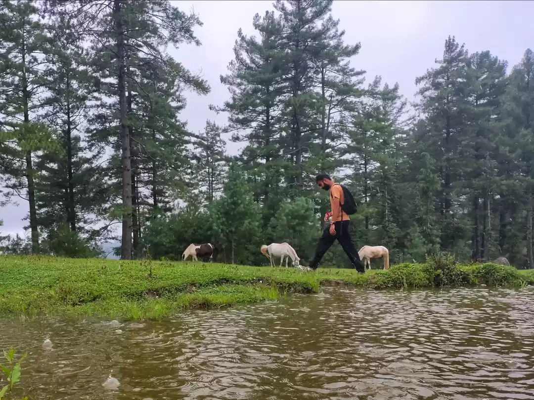 Photo of Shikari Devi Wildlif