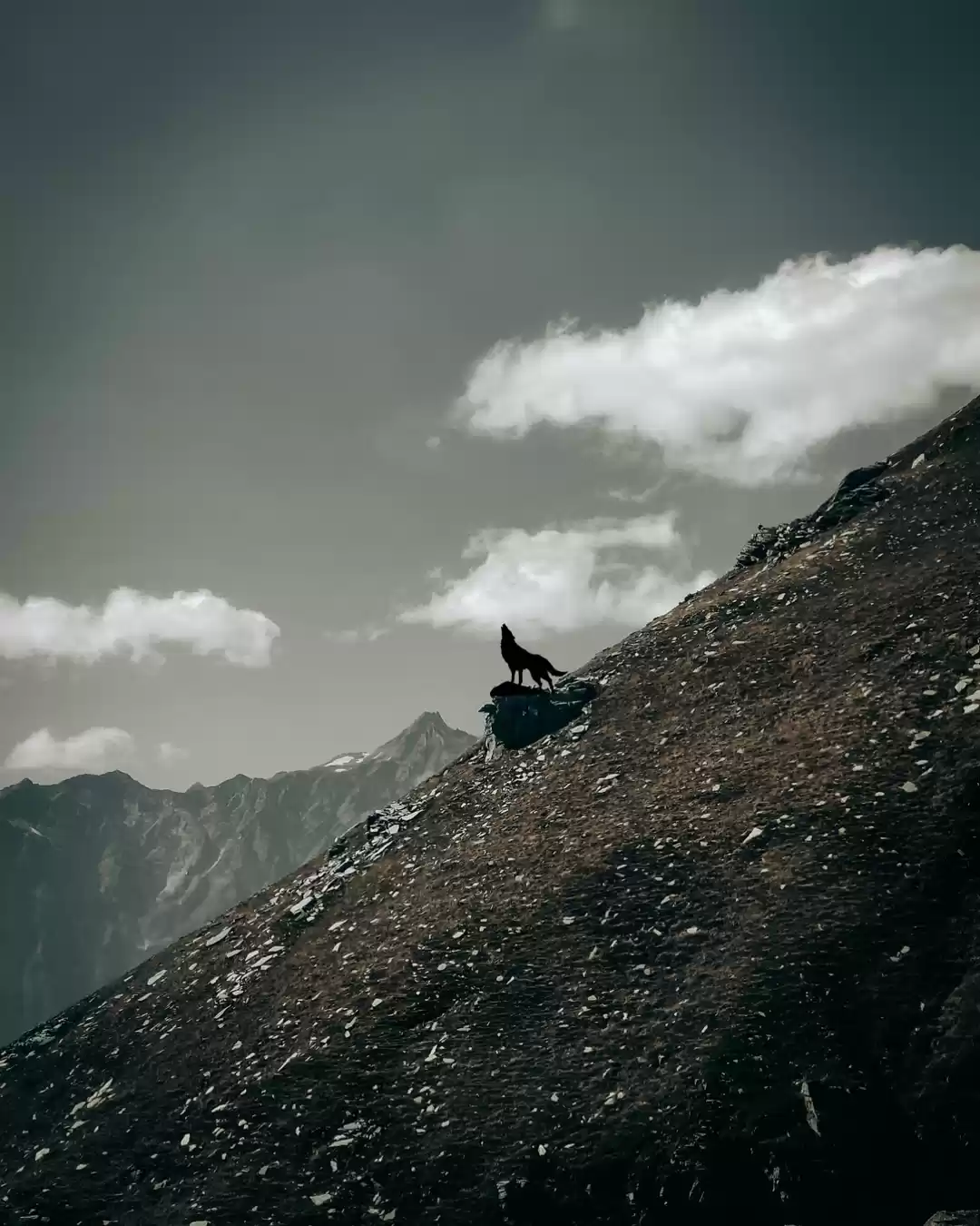 Photo of Exploring wildlife i