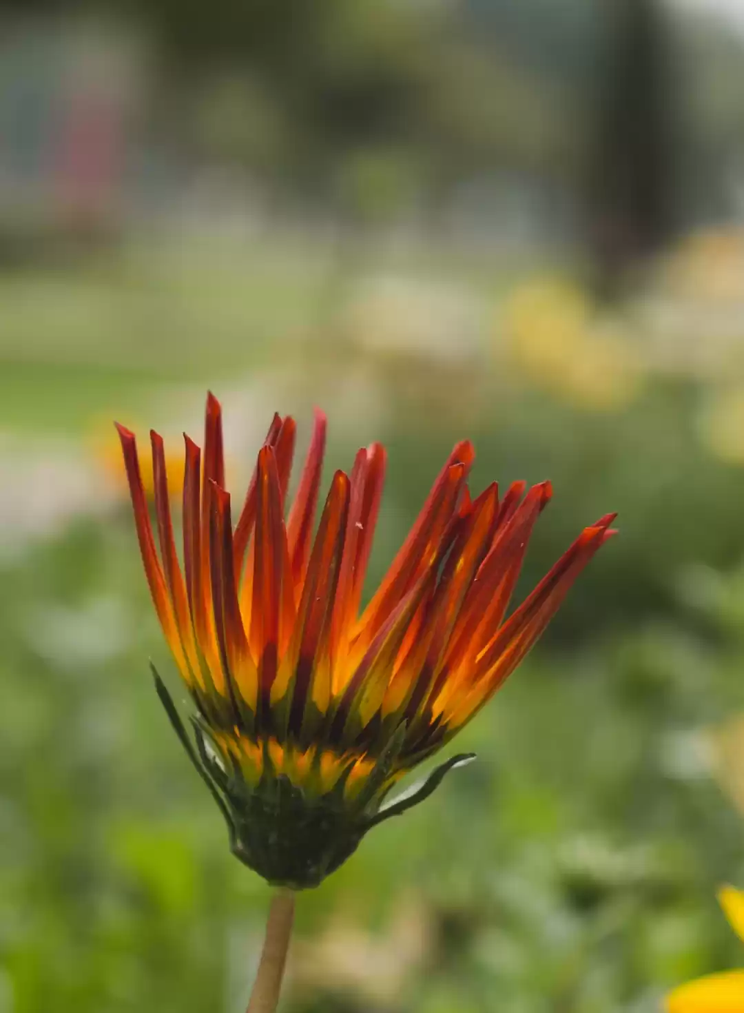 Photo of Sunder Nursery Photo