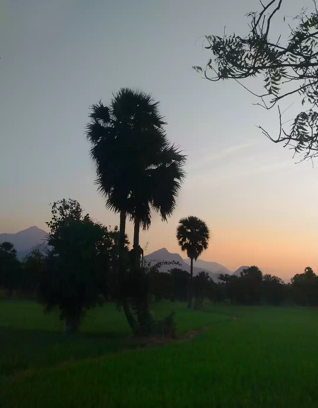 Photo of Palakkad, kerala