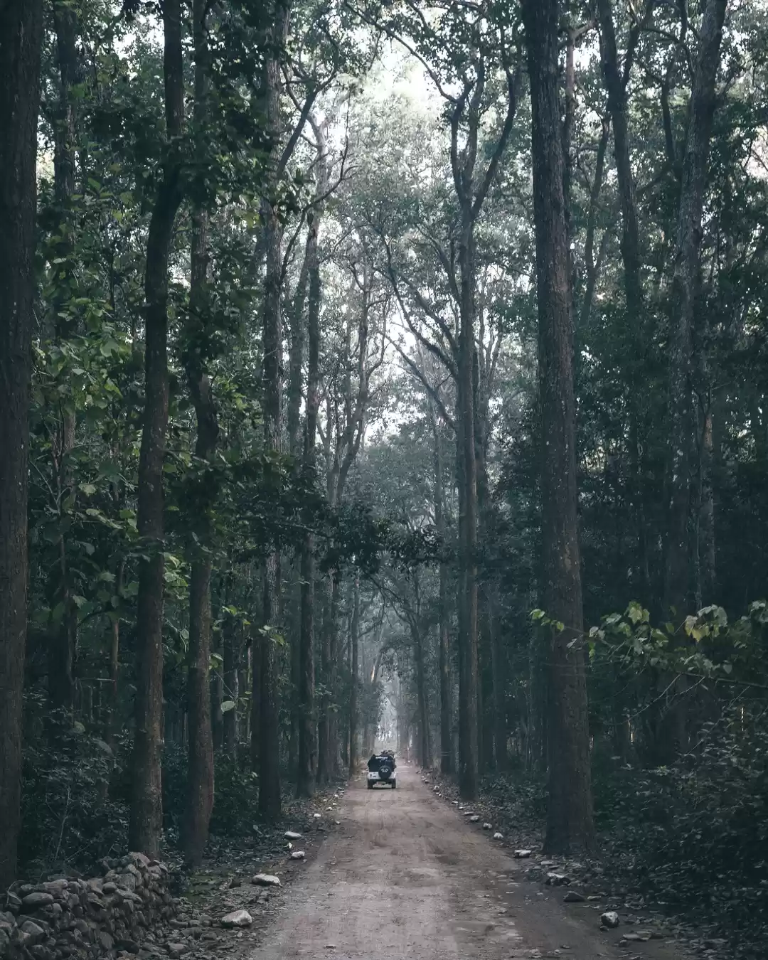 Photo of Jungle Safari 