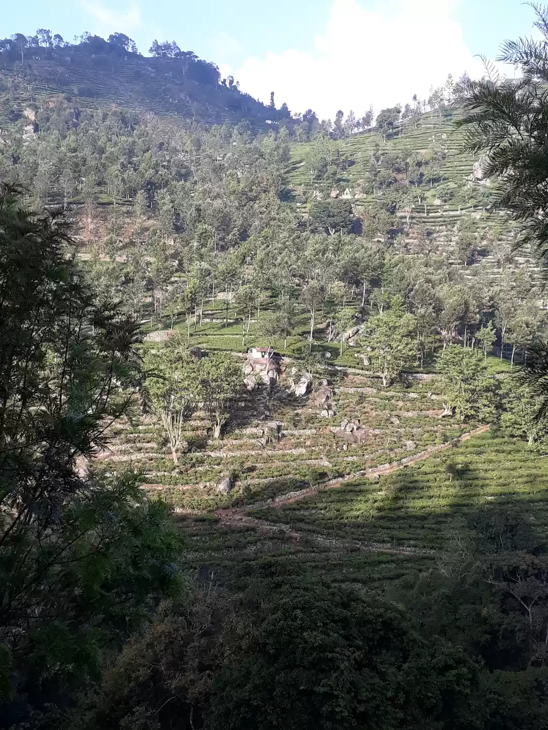 Photo of QUEEN OF THE HILLS A