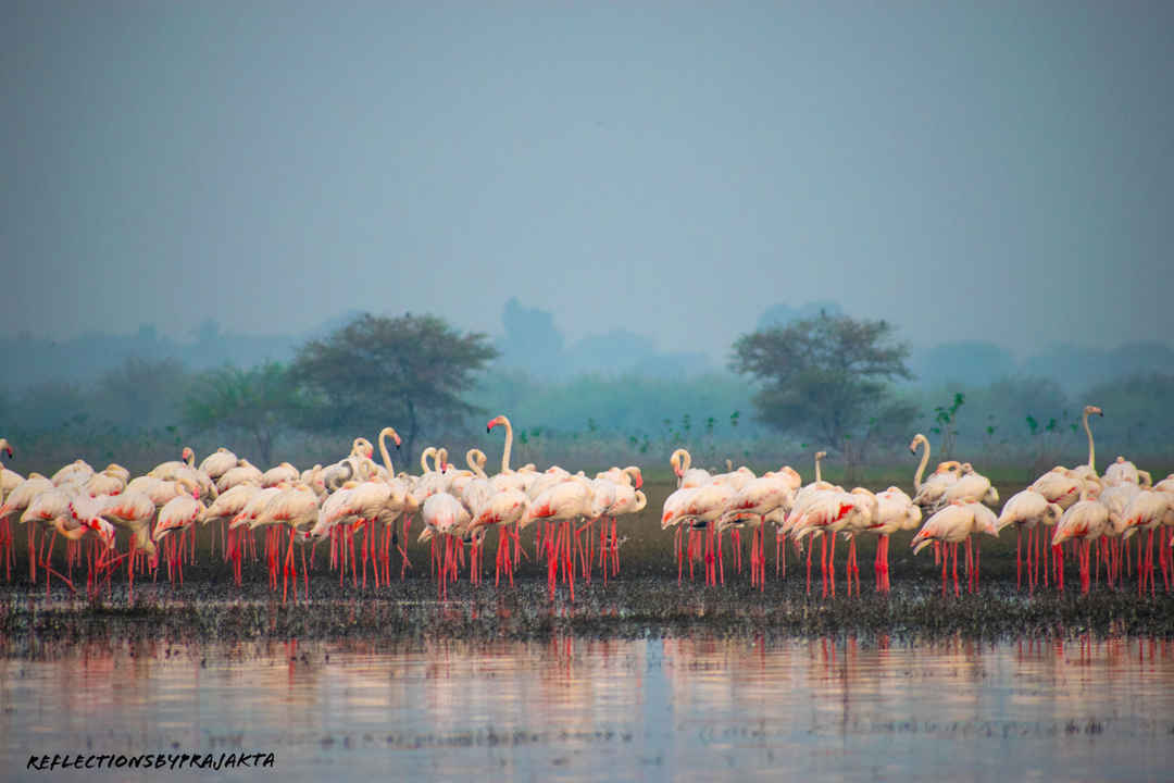 Flamingo watch at Bhigwan