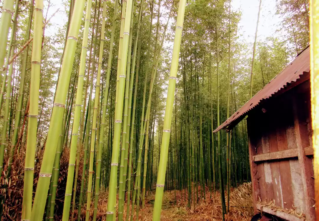 Photo of An Old Village Of Th