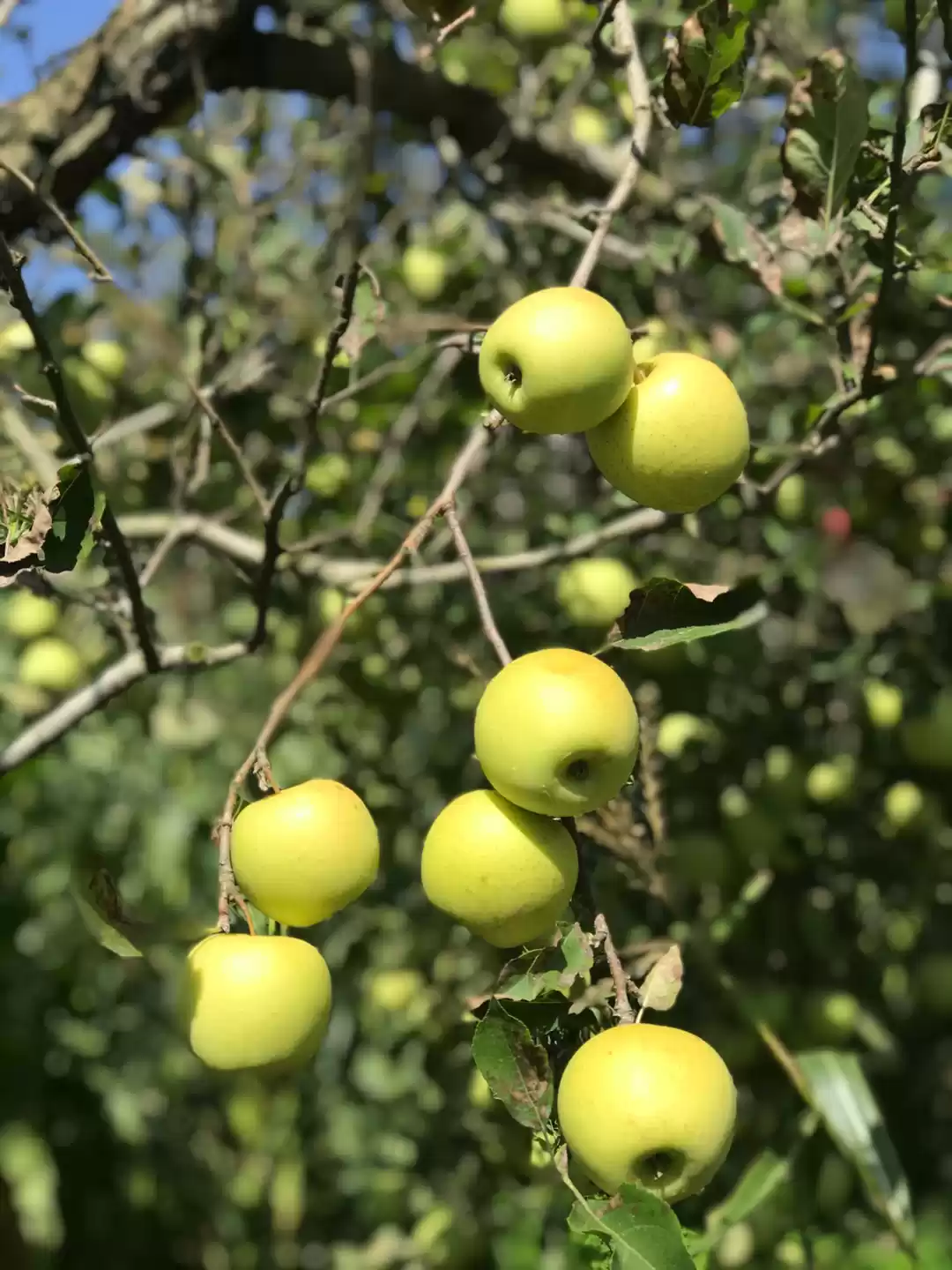 Photo of Weekend In Manali-pe