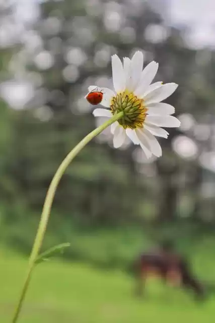 Photo of Tehri - Garhwal revi