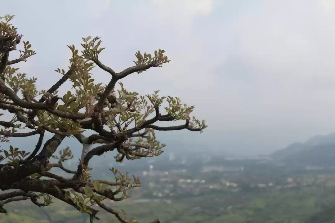 Photo of Duke's Nose: That on