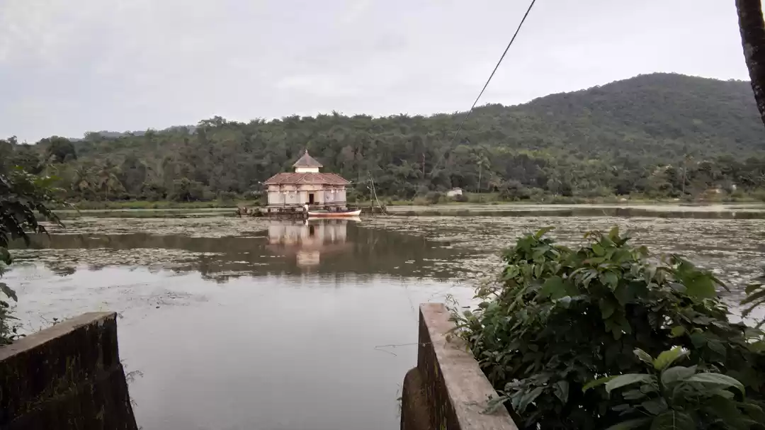 Photo of PEACE and Greenery a