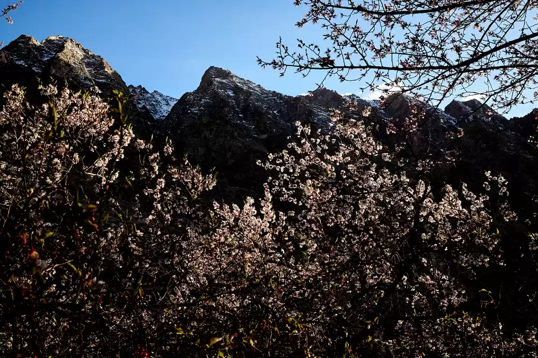 Photo of Ladakh’s Apricot Blo
