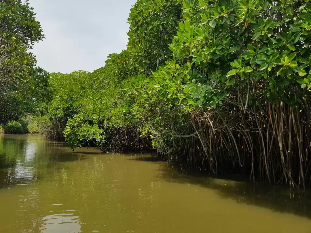 Photo of Pichavaram Mangroves