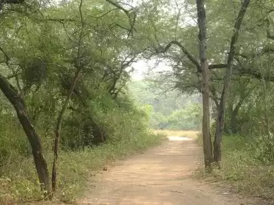 Photo of A Jungle in the City