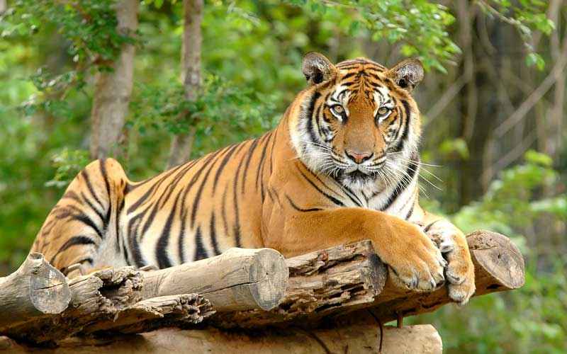 The unexplored Tiger Reserve in India that should be on your bucketlist -  Tripoto